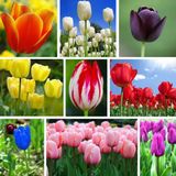 100 Adet 10 Farklı Mix Tulip Seed Lale Tohumu + 10 Adet Hediye K.renk Papatya Çiçek Tohumu Dtlale0001244