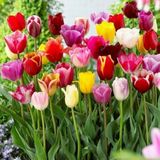 100 Adet 10 Farklı Renk Karışık Lale Çiçeği Tohumu + 10 Adet Hediye K.renk Antoryum Çiçek Tohumu Dtlale0001904