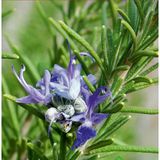 100 Adet Biberiye (Rosmarinus Officinalis) Çiçek Tohumu