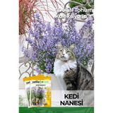 100 Adet Kedi Nanesi Çiçek Tohumu (Nepeta Mussini)