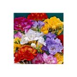 100 Adet Kırmızı Frezya Çiçeği ( Freesia ) Soğanı Mis Kokulu Katmerli 72060124506