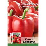 100 Adet Kırmızı Kaliforniya Biber Tohumu