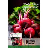 100 Adet Kırmızı Pancar Tohumu Tyc00348198244