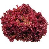 100 Adet Lettuce (Marul) Lollo Rosso Dark Red Tohumu