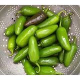 100 Adet Meksika Biberi Tohum Zehir Aci Meksika Biberi Tohumu Jalapeno Jalepeno Saksi Toprak Hediye