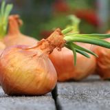 100 Adet Organic Vidalia Sweet Soğan Tohumu