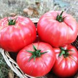 100 Adet Organik Kayseri Yayla Karabacak Oturak Domatesi Tohumu