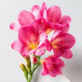 100 Adet Pembe Frezya Çiçeği Soğanı Katmerli Mis Kokulu YFNT20260558
