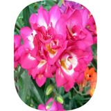 100 Adet Pembe Frezya Soğanı Mis Kokulu 98613095657