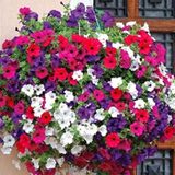 100+ Adet Petunya Hybrida Pendula Tohumu- Karışık Çiçekli