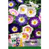 100 Adet Sarmaşık (convolvulus) Çiçek Tohumu