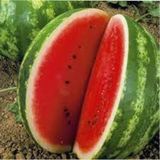100 Adet Tohum Eko Paket Meshur Crimson Sweet Karpuzu Tohumu Karpuz Tohumu Spriz Hediye Tohumlu