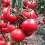 100 Adet Tohum Erkenci Iri Domates Tohumu Sürpriz Hediye Tohum Bü