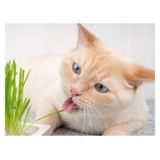 100 Adet Tohum Kedi Çimi Tohumu