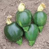 100 Adet Tohum Organik Minik Yesil Dolmalik Toprak Kabak Tohumu Yayla Koy