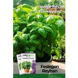 100 Adet Yeşil Fesleğen - Yeşil Reyhan (Ocimum Basilicum) Tohumu