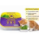 %100 Doğal Kedi Çimi File HEDİYELİ - Tüy Yumağı Önleyici Etkili Sindirim Sistemi Dostu