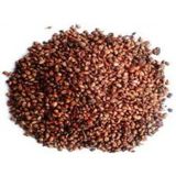 100 gr Üzüm Çekirdeği Tane