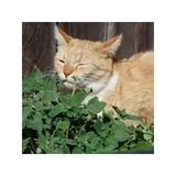100 Tohumlu Doğal Catnip Kedi Nanesi Tohumu