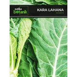 1000 Adet Kara (Yaprak) Lahana Tohumu