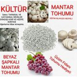1000 Adet Kültür Mantarı Tohumu