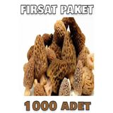 +1000 Adet Kuzu Göbeği Mantarı Tohumu 1000 Adetlik Süper Fırsat Paketi
