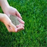 1000 Gram Cim Tohumu Ithal 3Lu Karisim Ozel Cim Yesil Cim Tohumu Surpriz Hediye Tohumla Ginderilir