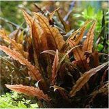 1001 Akvaryum Bitkileri Cryptocoryne Wendtii Brown Saksı Canlı Bitki - Çok Renkli
