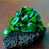1001 Anubias Petite Saksı Canlı Bitki 5-7 Yaprak - Çok Renkli