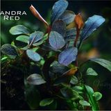 1001 Bucephalandra Brownie Red Saksı Canlı Bitki - Çok Renkli