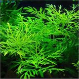 1001 Difformis 4-6 Kök Canlı Bitki
