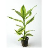 1001 Dracaena Sanderiana White Saksı Canlı Bitki - Çok Renkli