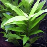 1001 Hygrophila Corymbosa Angustifolia Saksı Canlı Bitki TR-948143 - ölçü
