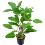 1001 Hygrophila Corymbosa - Limon Saksı Canlı Bitki TR-413155 - Çok Renkli