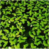 1001 Lemna Minor Mercimek 30X30CM Su Üstü Canlı Bitki - Çok Renkli