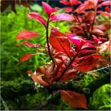 1001 Ludwigia Mini Super Red Saksı Canlı Bitki - Çok Renkli