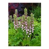 1001fidan Acanthus Mollis Ayı Pençesi Fidesi 0-20cm