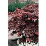1001fidan Acer Palmatum Atropurpureum Kırmızı Japon Akçaağaç Fidanı 40-60 Cm