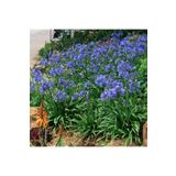 1001fidan Agapanthus Blue Afrika Zambağı Agapantus Fidesi 0-20 Cm