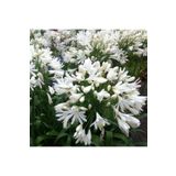 1001fidan Agapanthus White Heaven Beyaz Afrika Zambağı Agapantus Fidesi 0-20 cm