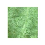 1001fidan Artemisia Abrotanum Acı Pelin Otu Fidesi 20-40cm