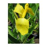 1001fidan Canna Lily Yellow Kanna Kana Tesbih Çiçeği Fidesi 0-40 Cm