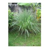 1001fidan Cymbopogon Citratus Lemon Grass Lemon Verbena Limon Çimi Fidesi 20-40 Cm