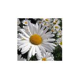1001fidan Leucanthemum Superbum Shasta Margarita Papatya Fidanı 0-20 Cm