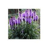 1001fidan Liatris Spicata Kobold Değnek Çiçeği Işaret Çiçeği Fidesi 0-20 Cm