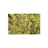 1001fidan Ligustrum Ovalifolium Variegata Alacalı Ligusturum Lükstürüm Lükstrüm Fidanı 80-120 Cm