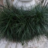 1001fidan Ophiopogon japonicus Osmanlı Çimi Kara çim fidesi