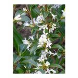 1001fidan Osmanthus Burkwoodii Kokulu Çiçekli Osmantus Fidanı 20-40 Cm