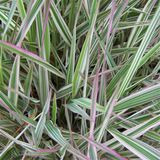 1001fidan Phalaris Arundinacea Var Picta Alacalı Kanarya Kamışı Fidanı