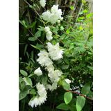 1001fidan Philadelphus Frosty Morn filbahri fidanı
